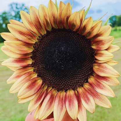 ProCut Red Lemon Bicolor F1 Sunflower 10+ Seeds – Red & Lemon Pollenless Sunflower