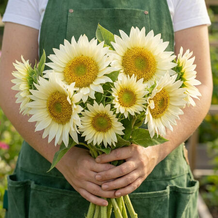 ProCut White Lite F1 Sunflower 10+Seeds – Cream White Pollenless Sunflower