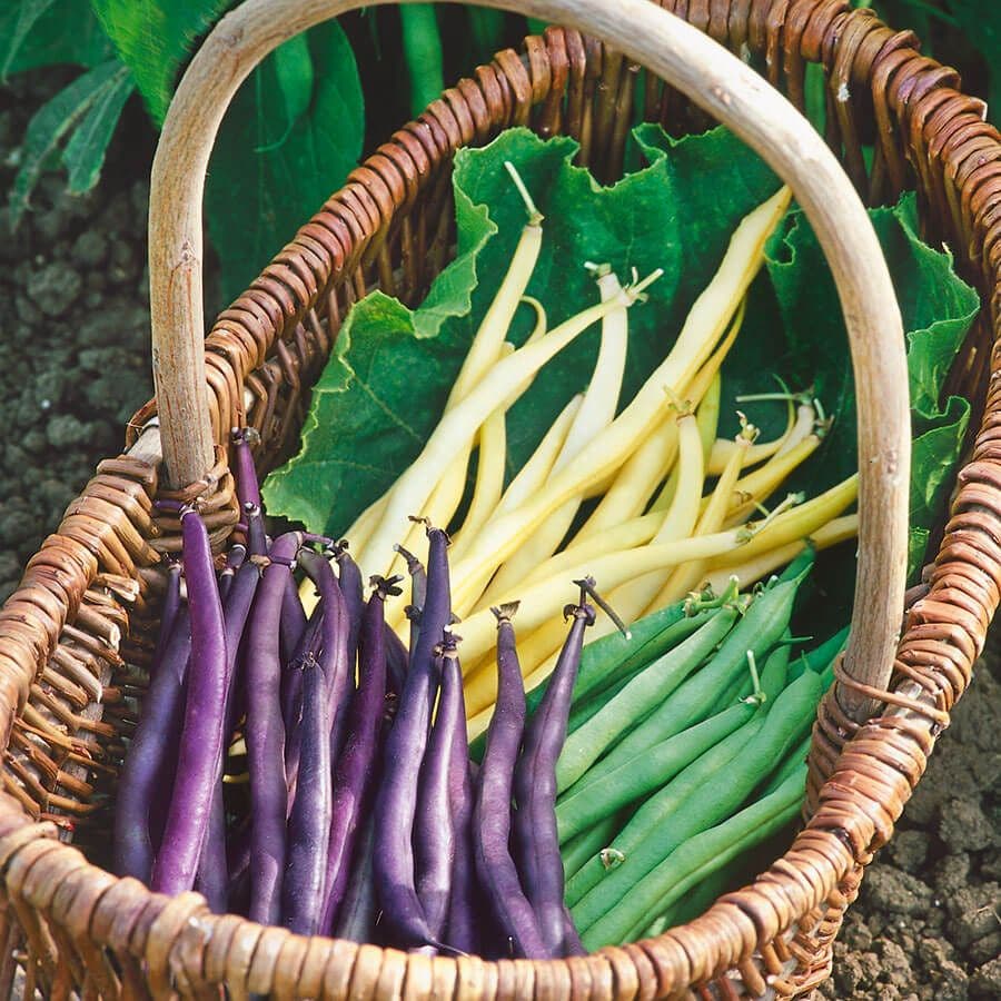 Mardi Gras Blend Organic Bean Seeds – Colorful Heirloom Dry Bean Mix 20 seeds