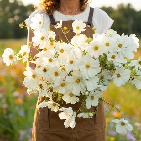 Purity Cosmos Seeds – White Heirloom Cosmo Flowers – Elegant Cottage Garden Blooms 50 seeds