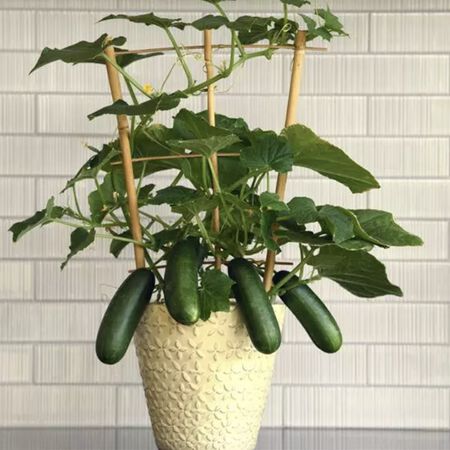 Quick Snack F1 Cucumber 10 Seeds – Mini Cocktail Cucumber – Sweet Crisp Compact Container Hydroponic Patio Cucumber Sprouts and Petals