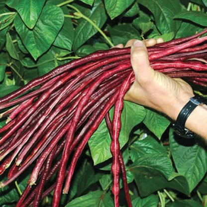 Organic Asparagus Red Podded Bean Seeds – Heirloom Pole Bean for Fresh Eating & Dry Beans