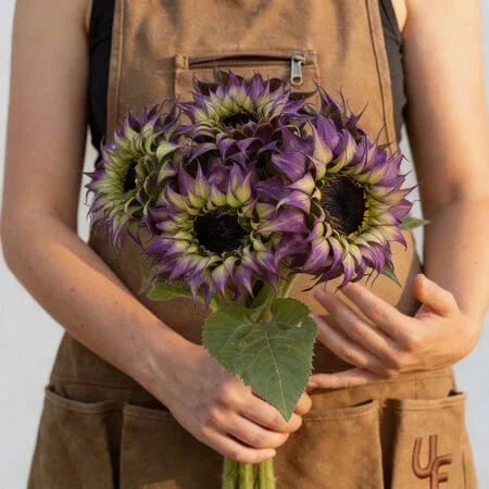 SunFill Purple F1 Sunflower 10+Seeds – Unique Purple Green Sunflower – Pollenless Cut Flower – Florist Bouquet Seeds