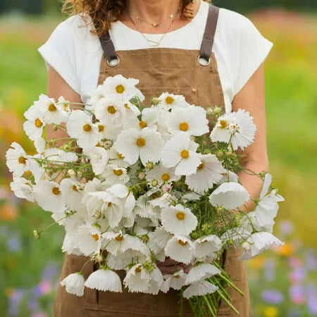 Cupcakes White Cosmos 25+Seeds – Elegant Cup-Shaped White Flowers – Romantic Cut Flower & Cottage Seeds