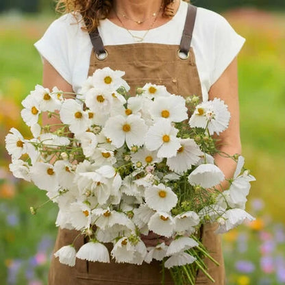 Cupcakes White Cosmos 25+Seeds – Elegant Cup-Shaped White Flowers – Romantic Cut Flower & Cottage Seeds