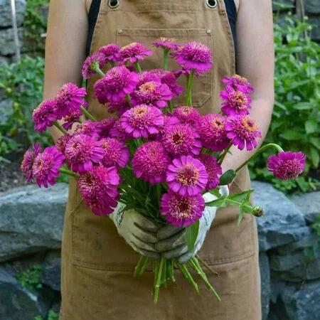 Zinderella Purple Zinnia Seeds | Unique Scabiosa Flower Zinnia | Heirloom Flower Seeds | Cut Flower Garden | Pollinator Friendly