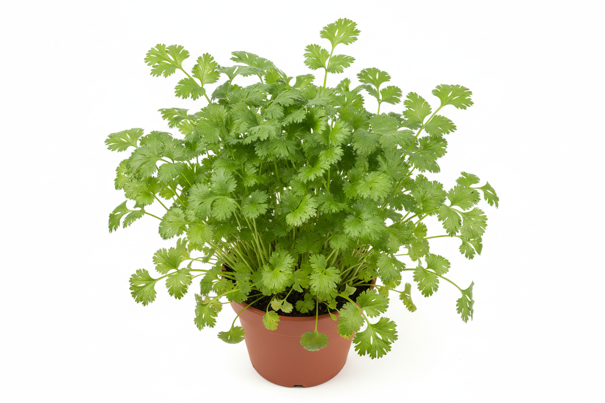 Cilantro plant