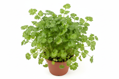 Cilantro plant