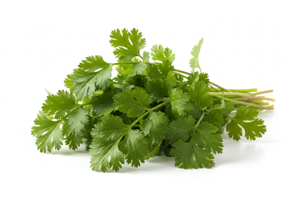 Cilantro 