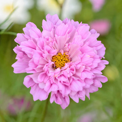 Double Click Rose BonBon Cosmos Seeds – Double Rose Pink Cosmos