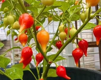A close-up of a pepper plant featuring small, teardrop-shaped Biquinho Red Peppers from Sprouts and Petals, showing various stages of ripeness—from green to orange to bright red—growing among lush stems and leaves. This unique heirloom chili, available as Biquinho Red Pepper 25 Seeds – Brazilian Hot Pepper, is famous for its vibrant colors and gentle heat.
