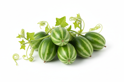 Mexican Sour Gherkin  Cucamelon