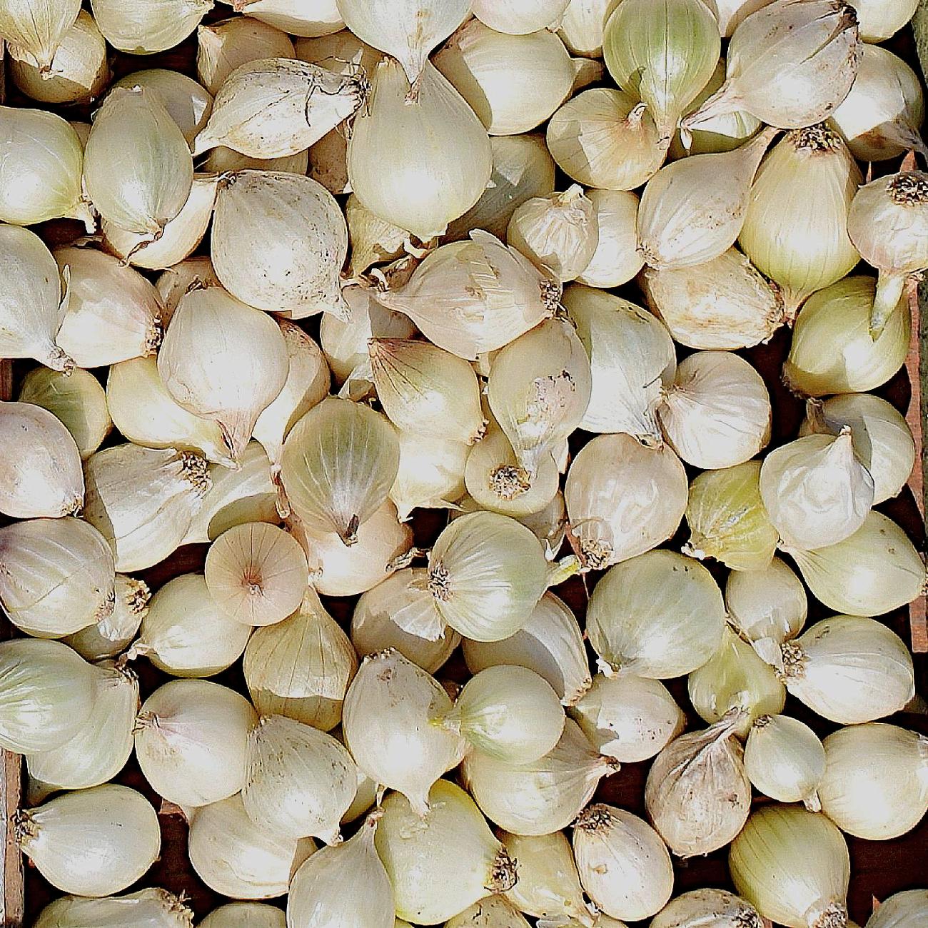 50 Snowball White Sweet Onion Sets – Mild, Crisp, and Juicy Bulbs