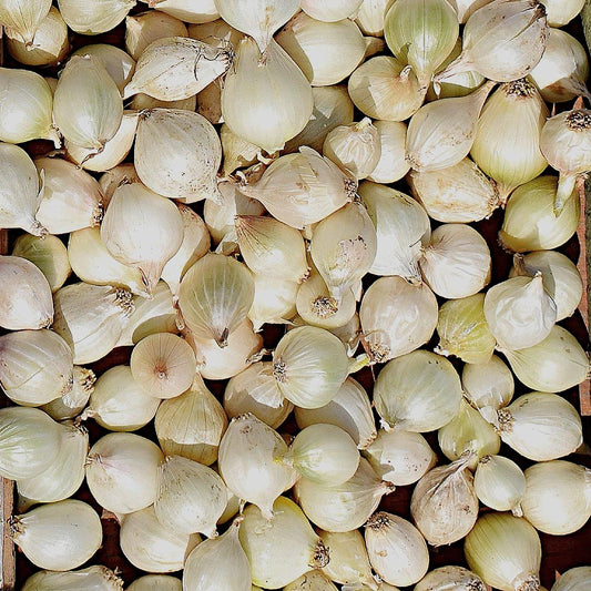 50 Snowball White Sweet Onion Sets – Mild, Crisp, and Juicy Bulbs