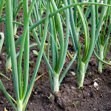 50 Snowball White Sweet Onion Sets – Mild, Crisp, and Juicy Bulbs