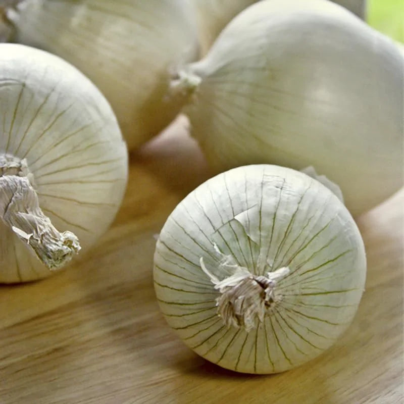 50 Snowball White Sweet Onion Sets – Mild, Crisp, and Juicy Bulbs