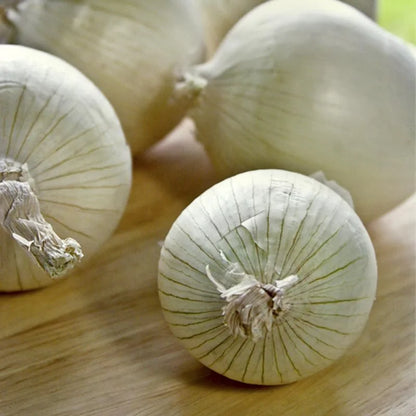 50 Snowball White Sweet Onion Sets – Mild, Crisp, and Juicy Bulbs