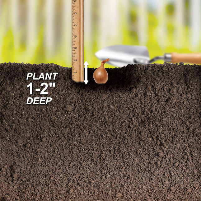 50 Snowball White Sweet Onion Sets – Mild, Crisp, and Juicy Bulbs