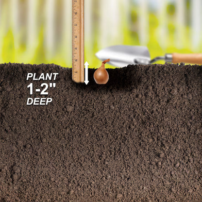 50 Snowball White Sweet Onion Sets – Mild, Crisp, and Juicy Bulbs