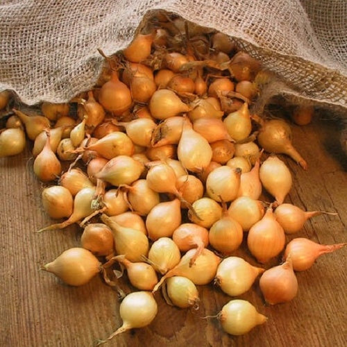 50 Stuttgarter Onion Sets – Golden-Yellow Heirloom Bulbs
