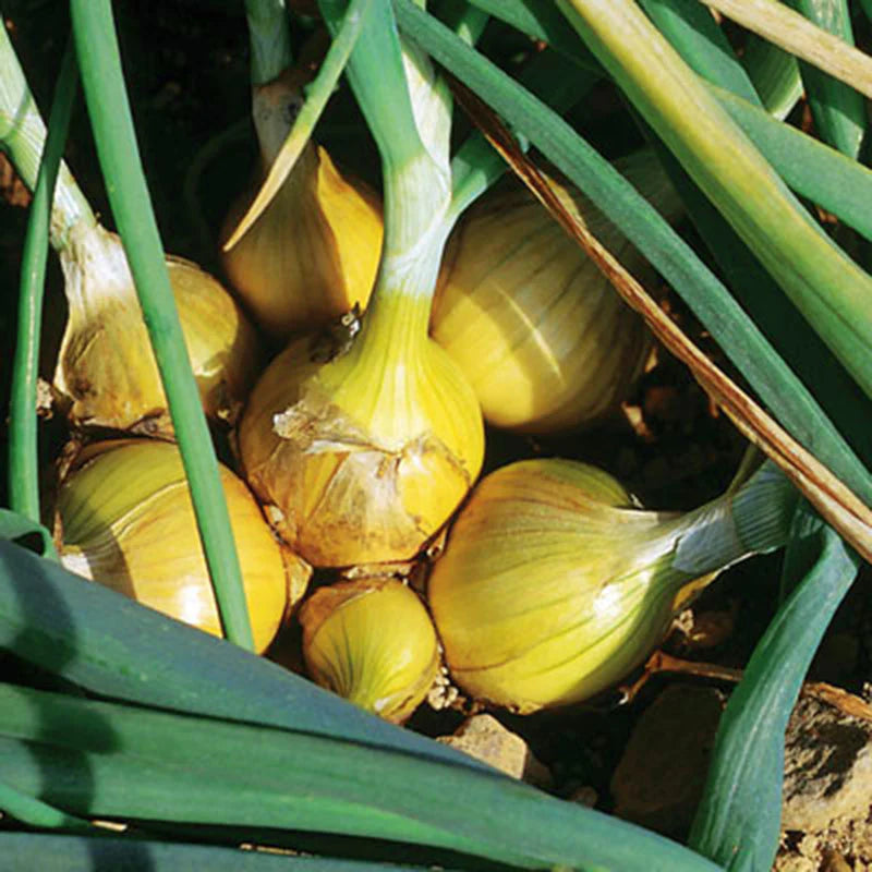 50 Stuttgarter Onion Sets – Golden-Yellow Heirloom Bulbs