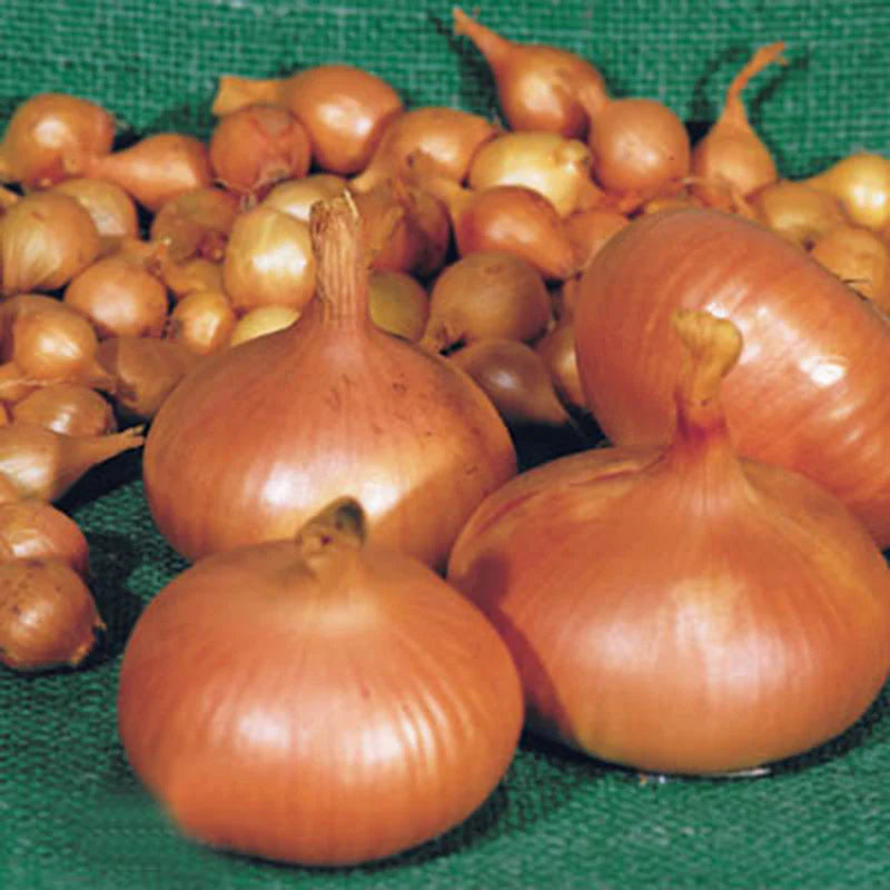 50 Stuttgarter Onion Sets – Golden-Yellow Heirloom Bulbs