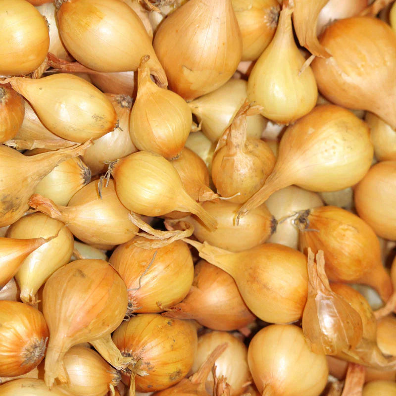 50 Stuttgarter Onion Sets – Golden-Yellow Heirloom Bulbs