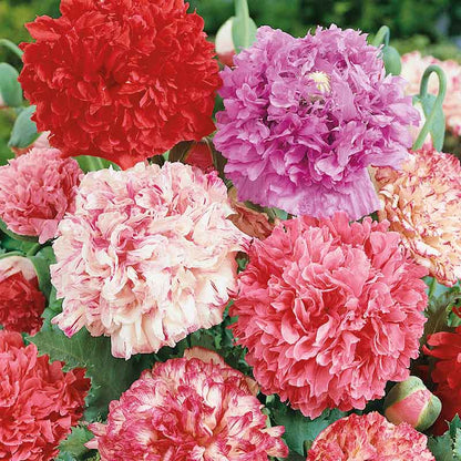 Poppy Peony Double Mixed 200+Seeds – Ruffled Double Poppies – Pink Red White Purple Blooms – Cottage & Cut Flower Garden Sprouts and Petals
