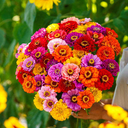 Eden Brothers California Giants Mix Zinnia Seeds