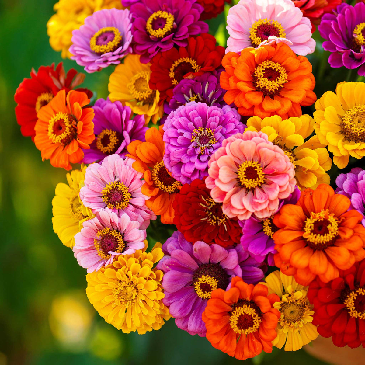 Eden Brothers California Giants Mix Zinnia Seeds