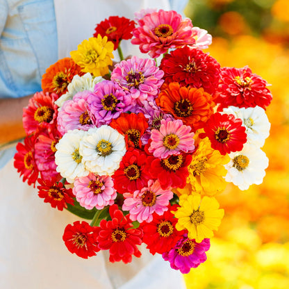 Eden Brothers California Giants Mix Zinnia Seeds