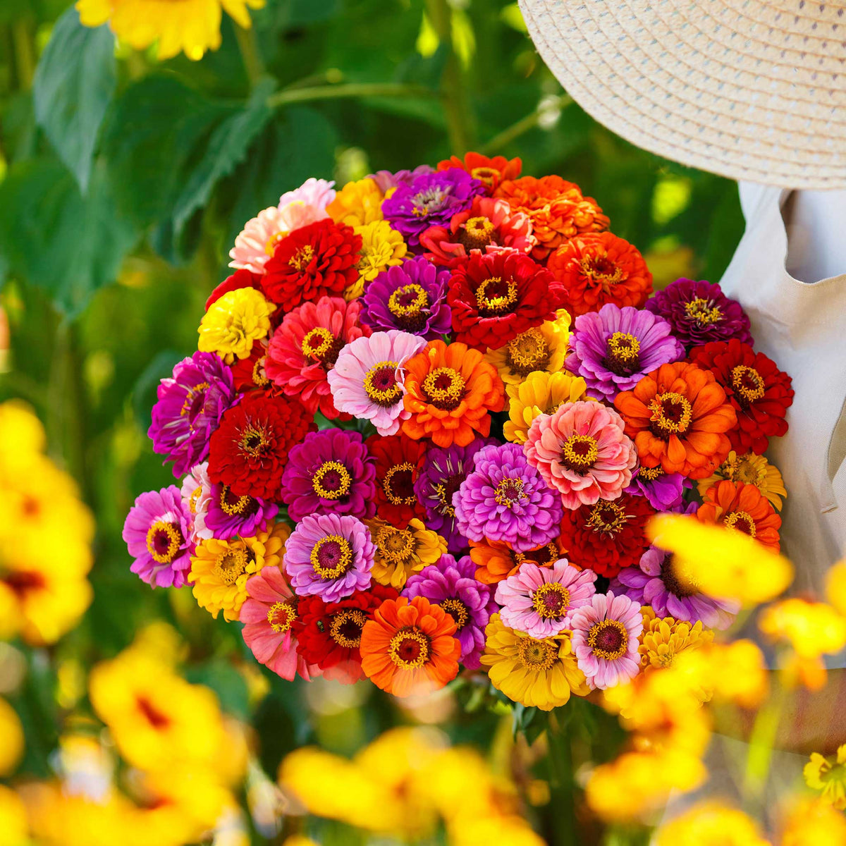 Eden Brothers California Giants Mix Zinnia Seeds