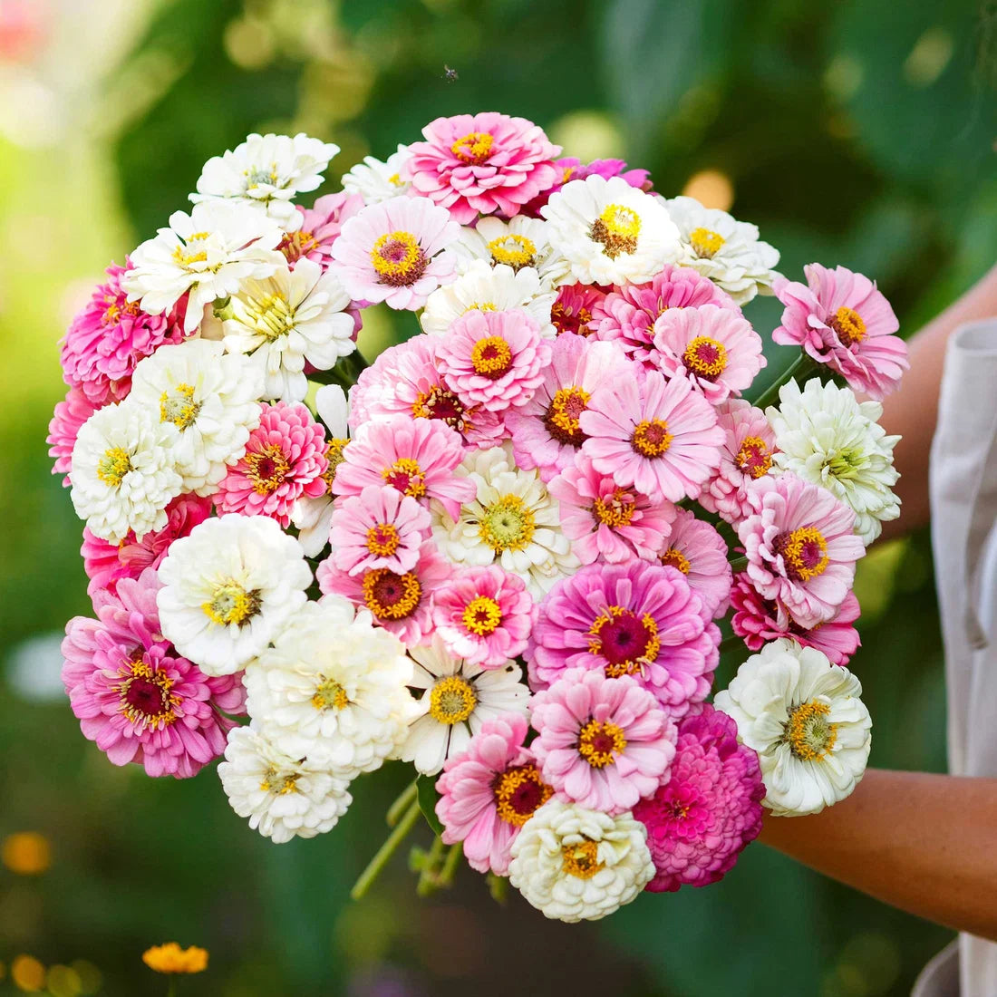 Romantic Mix Zinnia 50+ Seeds – Blush Pink Peach Cream Flowers –  Cottage Garden Double Cut Flower Seeds Sprouts and Petals