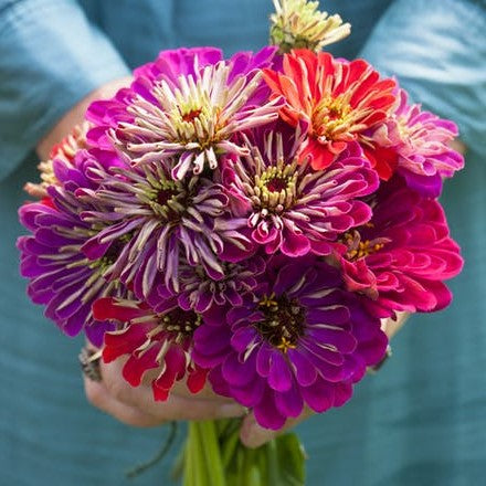 Meteor Shower Mix Zinnia 25+Seeds – Colorful Unique Zinnias – Cut Flower Quilled & Double Blooms Sprouts and Petals